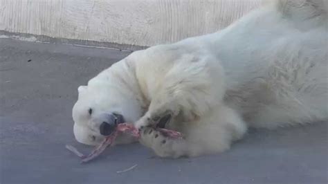 Yoshi The Polar BearБелый медведь Ёшиs Attachment To The Treat At