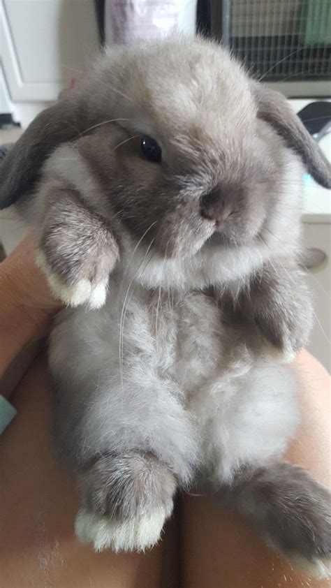 Holland Lop Rabbits For Sale St Augustine Fl 275102 Artofit