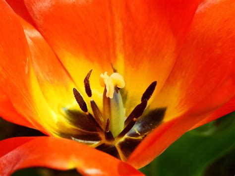 Banco De Imagens Natureza Flor Plantar Flor Pétala Tulipa