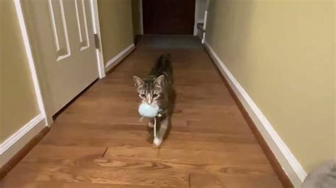 Cat Playing Fetch With Baby Youtube