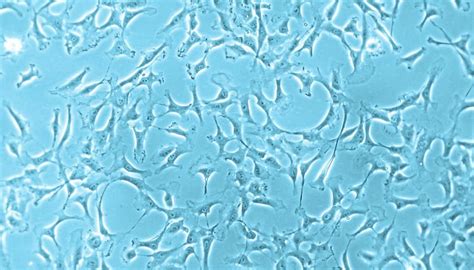 Human Mesenchymal Stem Cells Hmsc Promocell