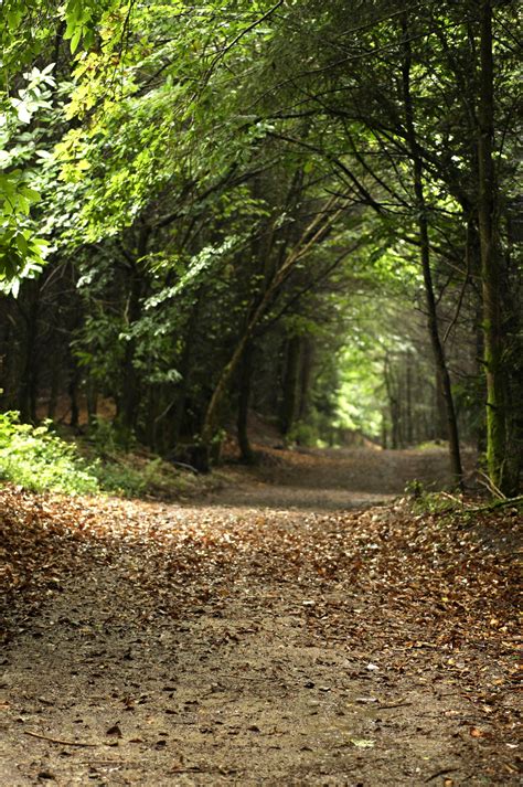 Beautiful Leafy Walks To Be Had This Autumn Out On The Tamar Trails We
