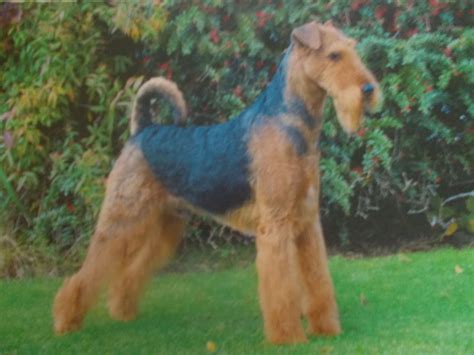 Why buy an airedale terrier puppy for sale if you can adopt and save a life? Airedale Terrier puppies. KC Registered | Basildon, Essex ...