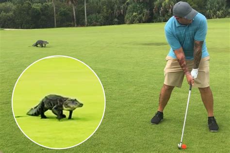 Golfeur Contre Alligator Un Homme De Floride Na Pas Peur De Traquer