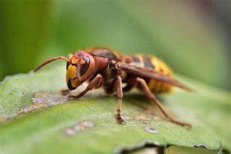 Sie können das wachstum des nests. Hornissen im Garten: Nützlich, nicht gefährlich!