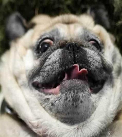 20 Animals Making Some Seriously Crazy Faces Blam News Daily