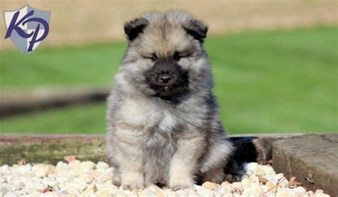 Find the perfect puppy for you and your family. Keeshond Puppies For Sale | Puppy Adoption | Keystone Puppies