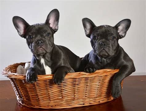 Are French Bulldogs Hypoallergenic Petskb