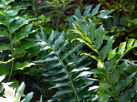 Holly fern ( cyrtomium spp. 9-14-15-Holly-fern-WEB - Neil Sperry's GARDENS Magazine