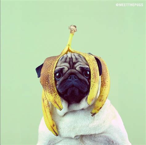 Banana Pug Foto Poster Süßeste Haustiere Hund Funnies