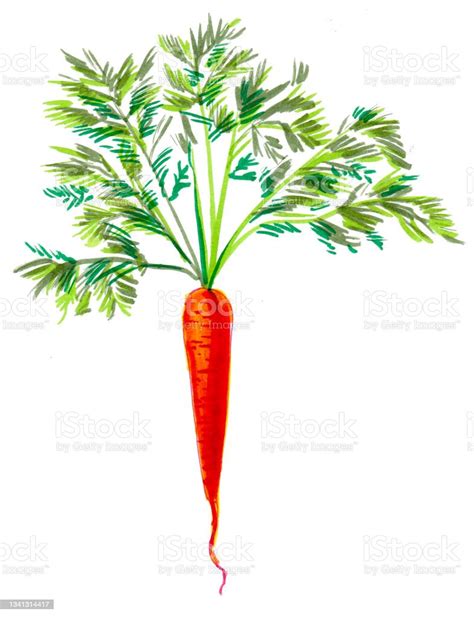 Carrot Root Stock Illustration Download Image Now Agriculture