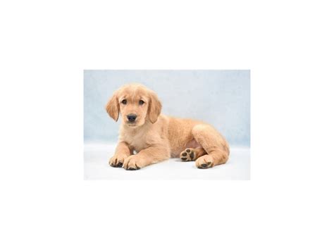 We are a family based breeder with no kennels and loads of love. Golden Retriever-DOG-Female-Golden-2750344-Petland ...