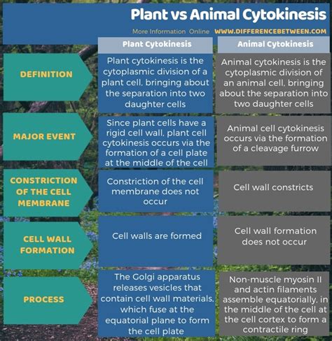 Cytokinesis differs in plants and animals because unlike animal cells, plant cells have a cell wall that needs to be split up. Difference Between Plant and Animal Cytokinesis | Compare ...