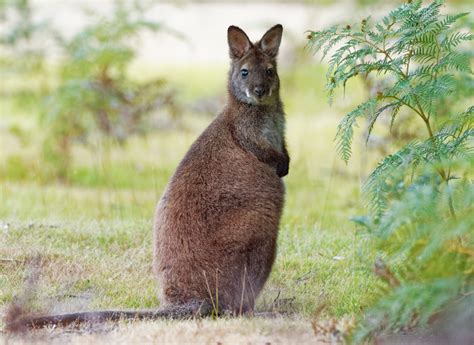 Bennetts Wallaby Macropus Rufogriseus Also Red Necked Wallaby