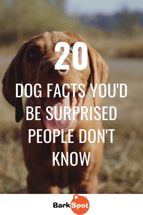 20 Basic Dog Facts Youd Be Surprised People Dont Know Barkspot