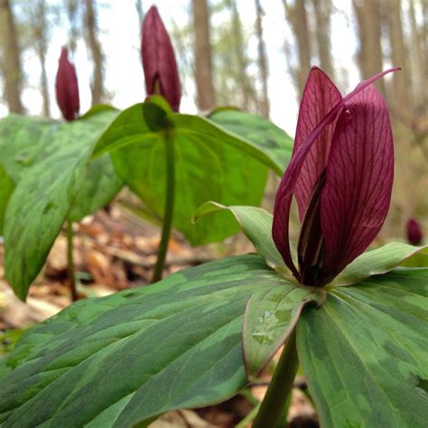 Trillium Sessile Red Toad Keystone Wildflowers