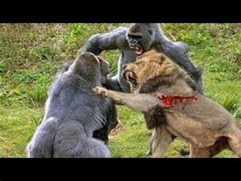 (subtitles) aggressiveness the gorilla generally has a peaceful and calm temperament, seldom showing aggressive behavior. GORILLA vs LION Real Fight Lions Kill and Eat Baboon ...