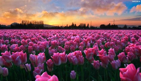 Różowe Tulipany Pola Zachód Słońca