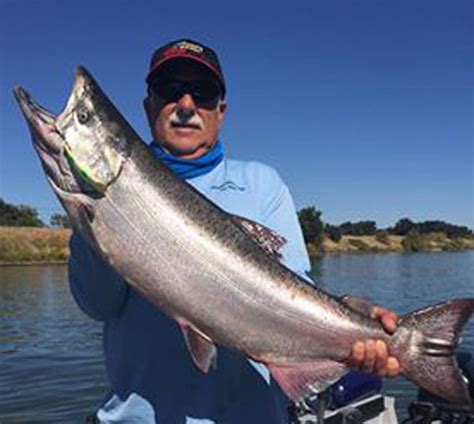 Sacramento River Garcia Bend Fish Report Sacramento Ca Sacramento
