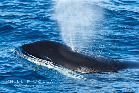 Killer Whale Biggs Transient Orca Palos Verdes Orcinus Orca Photo