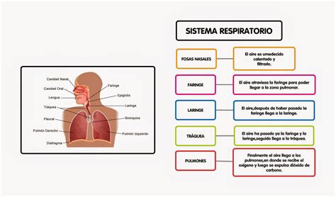 Estructura Y Funcion Del Sistema Respiratorio Humano Images
