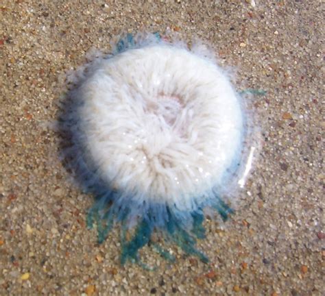 Blue Button Jellyfish On Texas Gulf Coast Blog The Beach