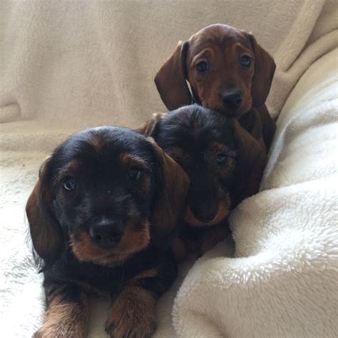 Dachshund puppies available for their forever homes. miniature dachshund puppies for sale | Melton Mowbray ...