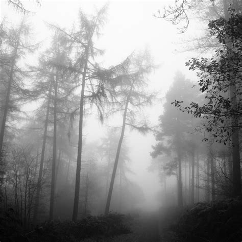 Misty Forest Speculations Editing