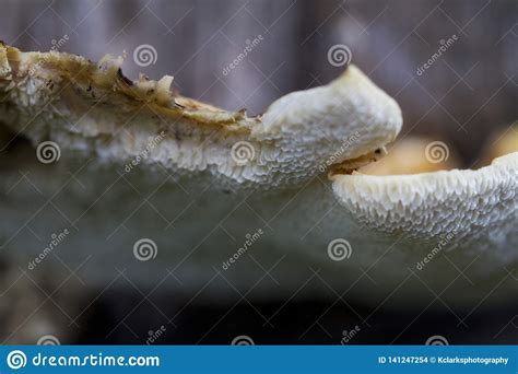 Alabama Wild Mushroom Generic Stock Photo Image Of