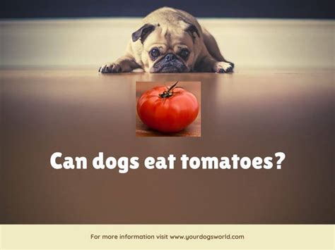 Can Dogs Eat Tomatoes Are Tomatoes Safe For Dogs Your Dogs World
