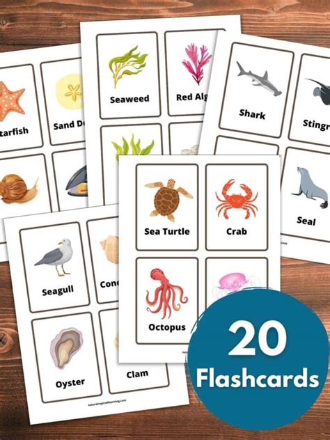 Ocean Flashcards Free Printable Nature Inspired Learning