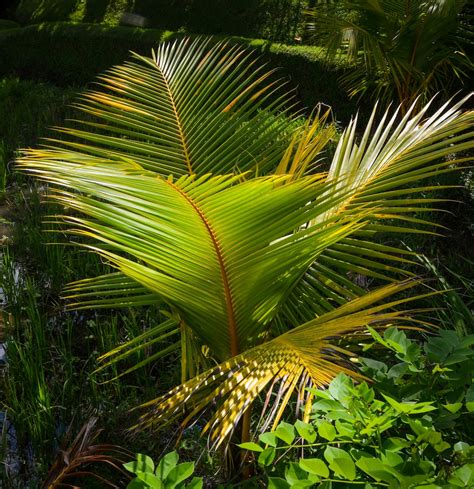 Green Palm Tree Photo Free Nature Image On Unsplash