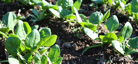 Growing Spinach In Spring