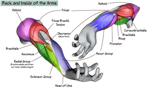 Back And Inside Arm Chart By Nova Madart On Deviantart