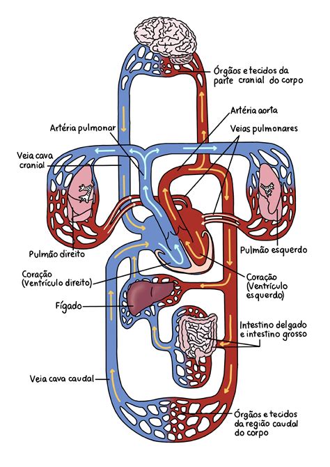 Circulação Sistêmica E Pulmonar Anatomia I
