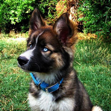 The film's sets were designed by the art directors willi herrmann and herbert o. Husky German Shepherd Mix Blue Eyes | Puppies, Cute ...