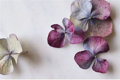 Pin By Evanthia Kafetzeli On Broken Flowers Flower Images Flowers