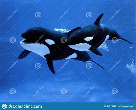 Killer Whale Orcinus Orca Female With Calf Stock Image Image Of Mammal Orca 195791881