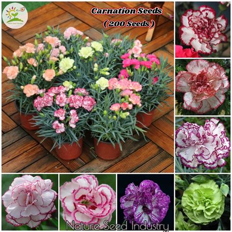 Carnation Flower Seeds For Planting 200 Seedsbag Easy To Grow In