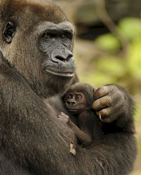 Disneys Animal Kingdom Welcomes Birth Of Endangered Gorilla Disney