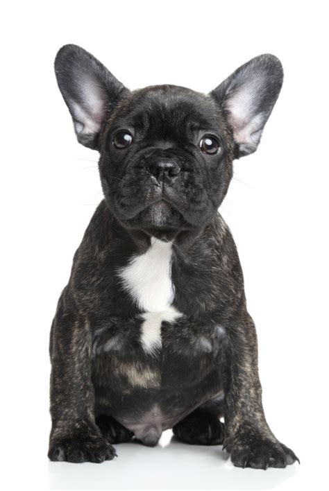 Cute, loyal, and devoted to their masters, these dogs could take after the lhasa apso in terms of its keen sense of hearing and alert nature. French Bulldog - Breed Information and Photos | ThriftyFun