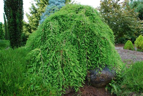 Weeping Trees Evaluating Weeping Bald Cypress Cultivars What Grows