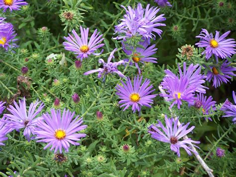 Aster Woods Purple Is A Low Growing Mounding Aster That Blooms Blue
