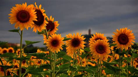 Closeup Photo Of Sunflowers In Blue Black Clouds Sky Background Hd