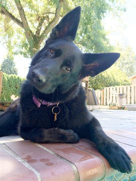 10 Reasons Why German Shepherds Are The Best Dogs