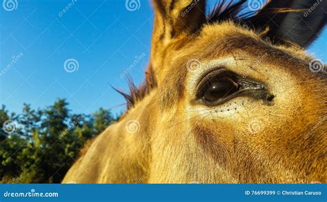 Donkey Is An Extraordinary Animal Strong And Affectionate Stock Image