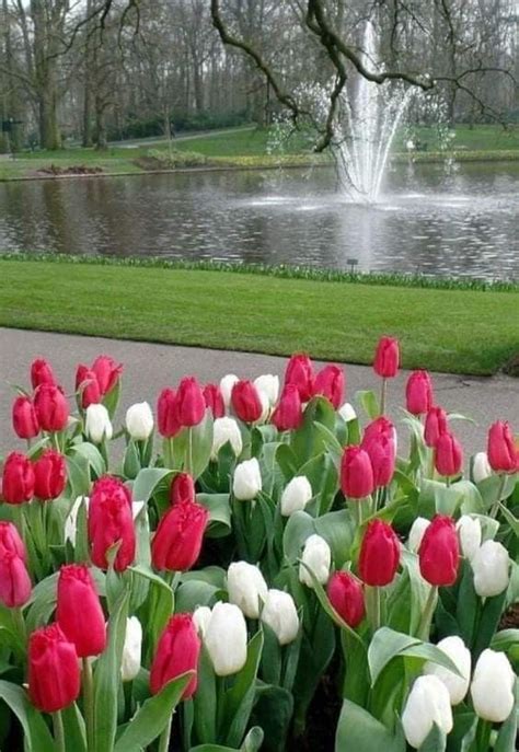 Pin By Becky Cagwin On Flowers Tulips Beautiful Flowers Garden
