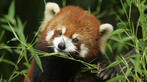 Red Panda Endangered Chinese Animals