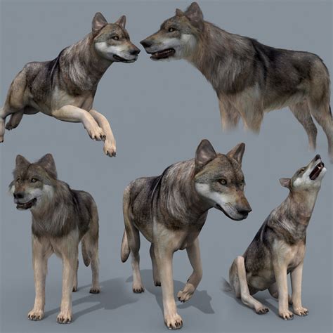 Wolf Animation 3d Model Turbosquid 1419003