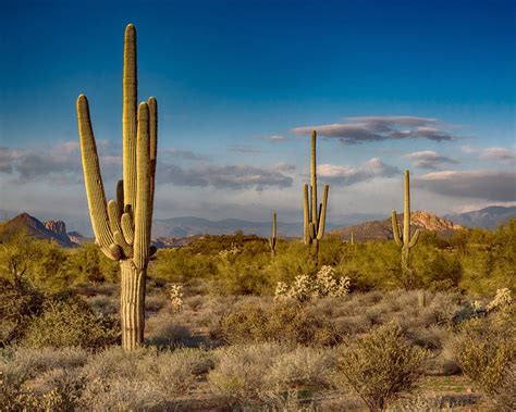 Saguaro Cactus Arizona Photography Hd Wallpaper Preview